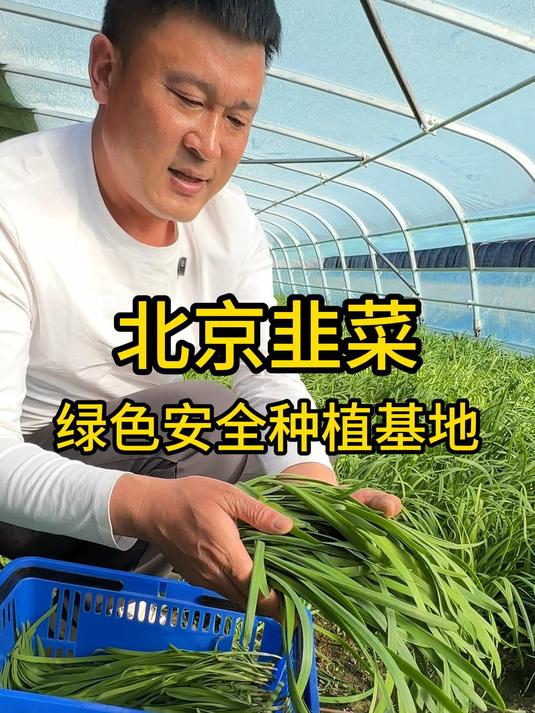 北京绿色安全韭菜种植基地