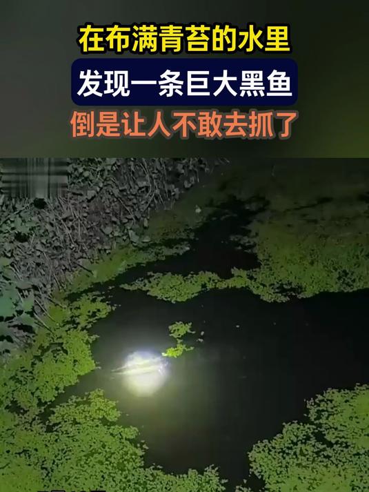 在布满青苔的水里,发现一条巨大黑鱼,倒是让人不敢去抓了