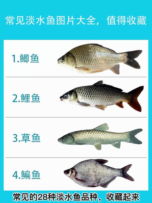 常见的28种淡水鱼品种大全，以后再也不担心不认识鱼了