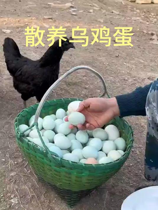 正宗散养乌鸡蛋,纯粮喂养