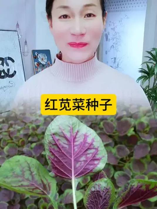 阳台小院种啥好?红苋菜种子,盆栽轻松长!