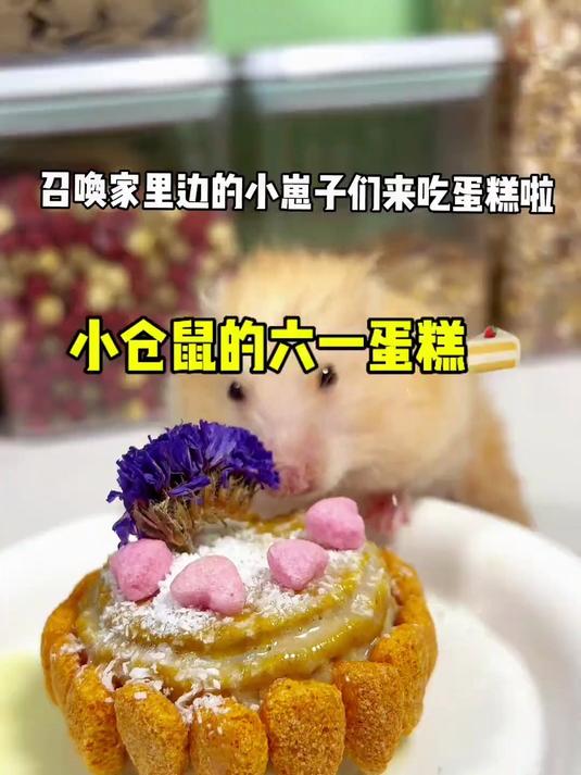 小仓鼠的六一蛋糕，金丝熊仓鼠零食