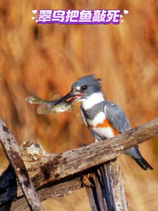 翠鸟在吃鱼之前把鱼敲死