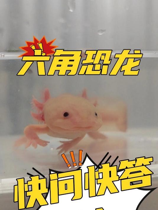 六角恐龙快问快答(1)