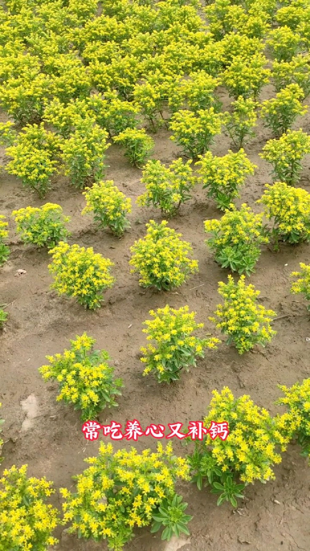 救心菜,对心脏好,养心又补钙,怎么种植?方法简单,一看就会