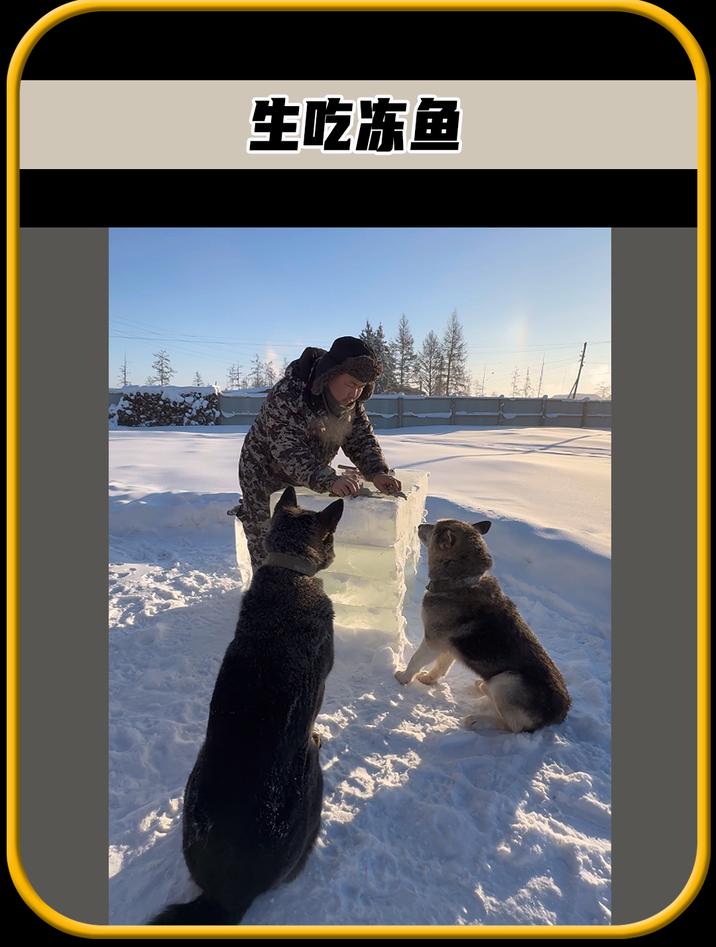 为什么雅库茨克人,这么喜欢吃冻鱼,难道不会感染寄生虫吗