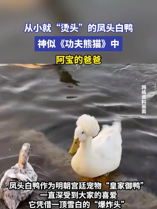 从小就“烫头”的凤头白鸭,神似《功夫熊猫》中阿宝的爸爸