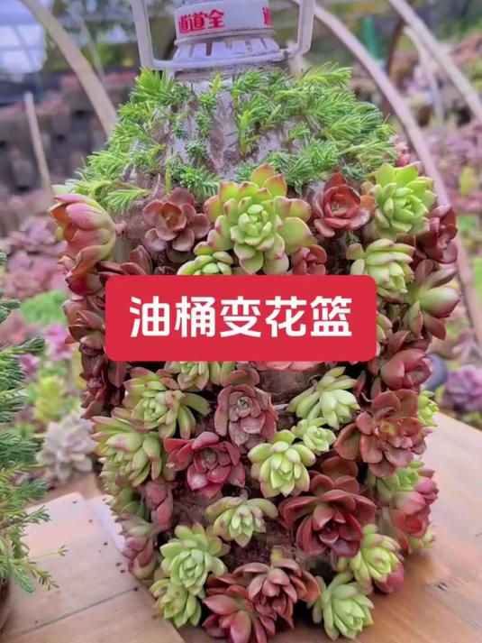 各种水瓶油桶经过改造就能变废为宝，以后种菜养花都不用买盆了！