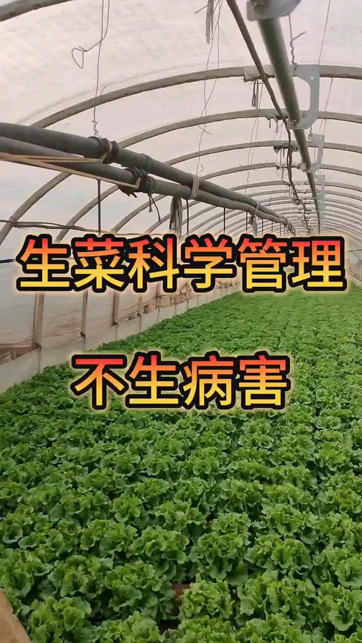 生菜高产 种植生菜,科学管理,高产收益大 #生菜种植 #蔬菜病虫害防治技术