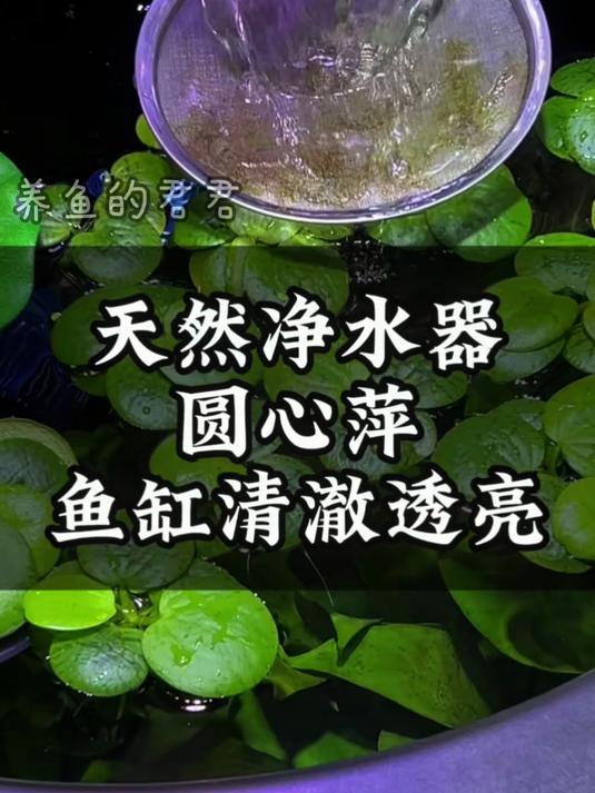 养孔雀鱼为啥必放圆心萍?看这粗长毛绒根系就懂!