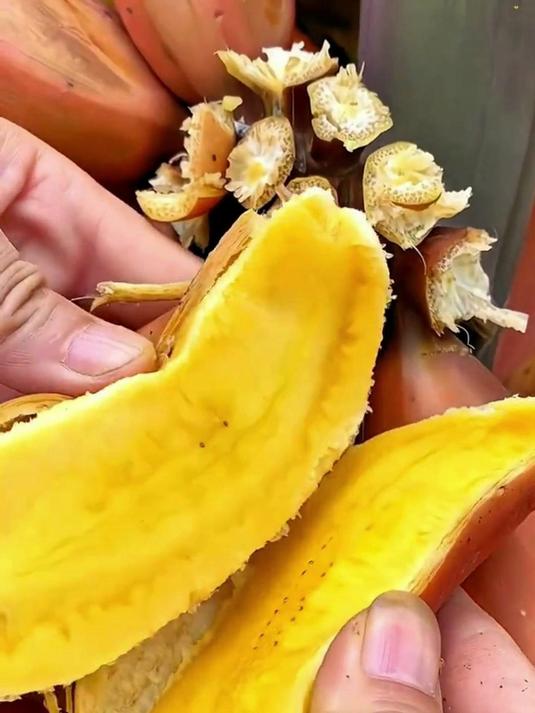 分享科普10种不同品种的蕉,你吃过几种?香蕉