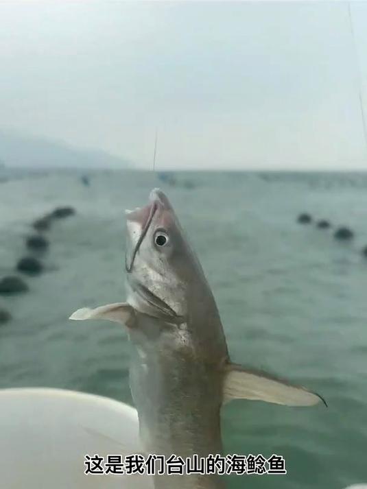 这是我们台山的海鲶鱼,本地人不吃这种鱼,因为味道特别腥,钓到