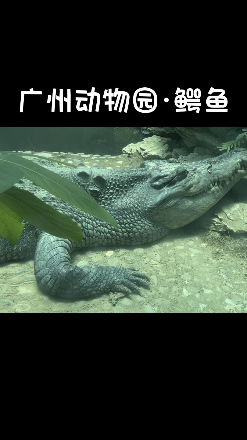 假期好去处,来广州动物园看鳄鱼呀!