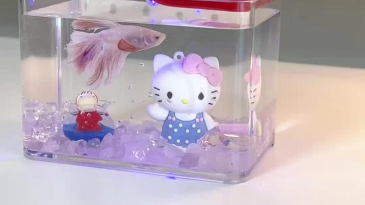 桌面也可以养鱼?也是拥有鱼缸的人了