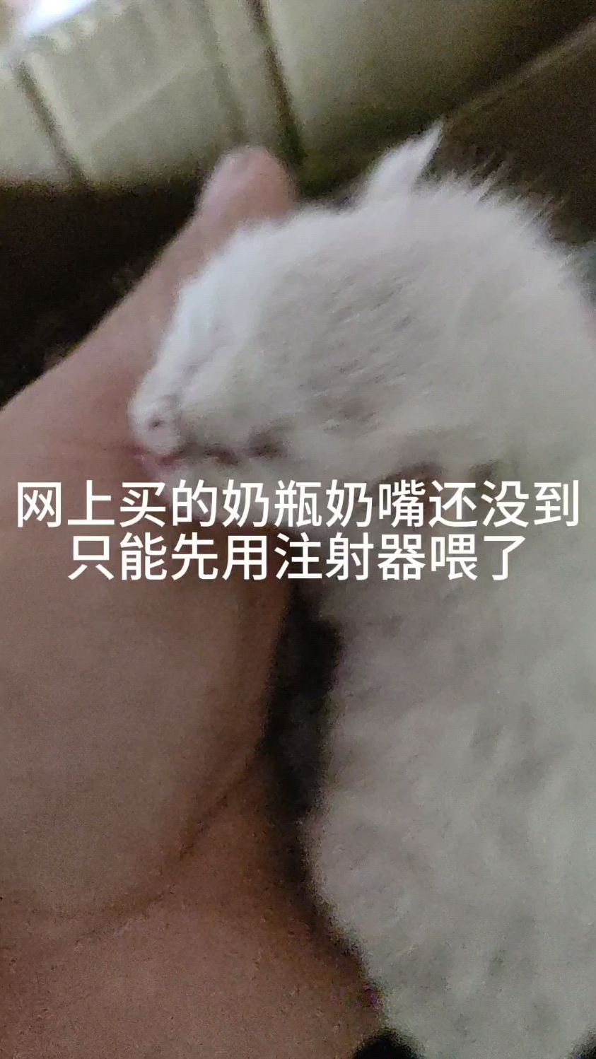 捡的猫猫还活着,手养玄凤病了,希望两个都顺利长大
