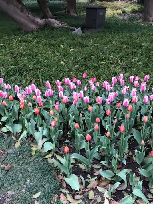 太好看了,2025年杭州太子湾郁金香开花了,瑰丽无比!