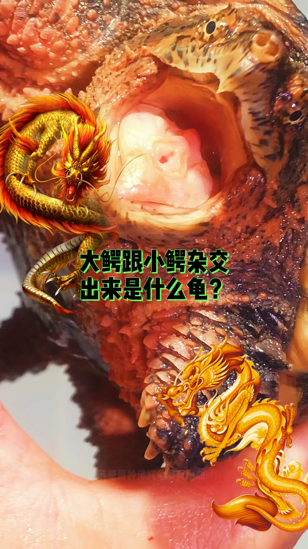 大鳄龟跟小鳄龟杂交出来是什么龟?我来告诉你