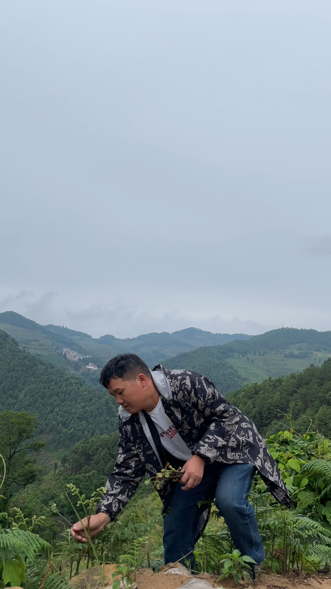 农村的山蕨菜,再不吃就要等明年了