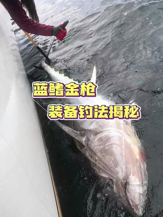 蓝鳍金枪装备钓法大揭秘!蓝鳍金枪鱼的钓法!