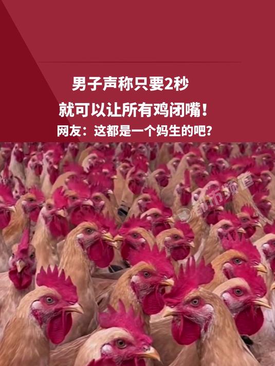 男子声称只要2秒,就可以让所有鸡闭嘴!网友这都是一个妈生的吧 土鸡蛋山林散养 农村土鸡散养