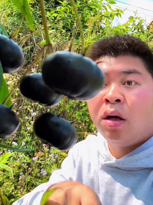 没吃过这种红参果的千万别错过啦!再不吃就只能等明年了!