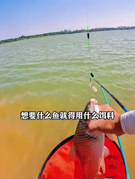 专攻土鲮麦鲮的饵料,独特的腥香味让土鲮麦鲮疯狂进窝抢食!