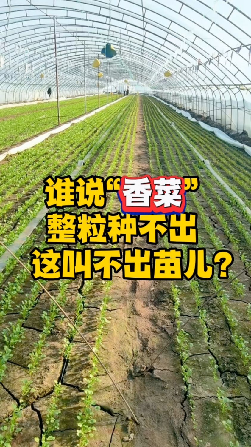 谁说“香菜”整粒种不出,这叫不出苗儿?数控种子编织机,香菜精播能手