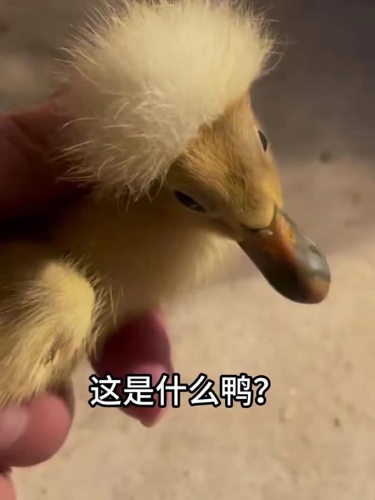 带你认识12种鸭子