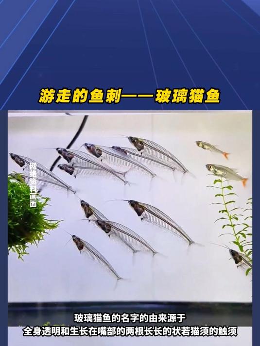 游走的鱼刺——玻璃猫鱼