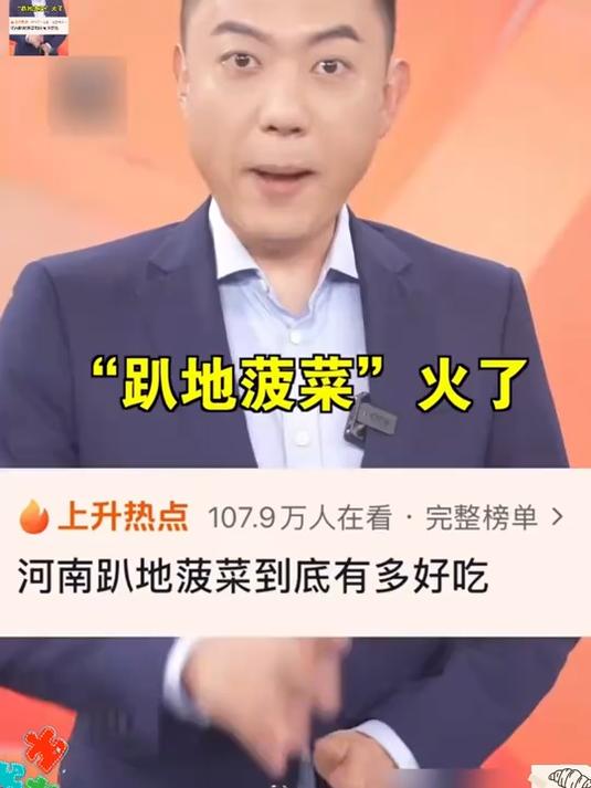 河南霜打趴地菠菜，红根厚叶清甜无涩，清炒免焯水