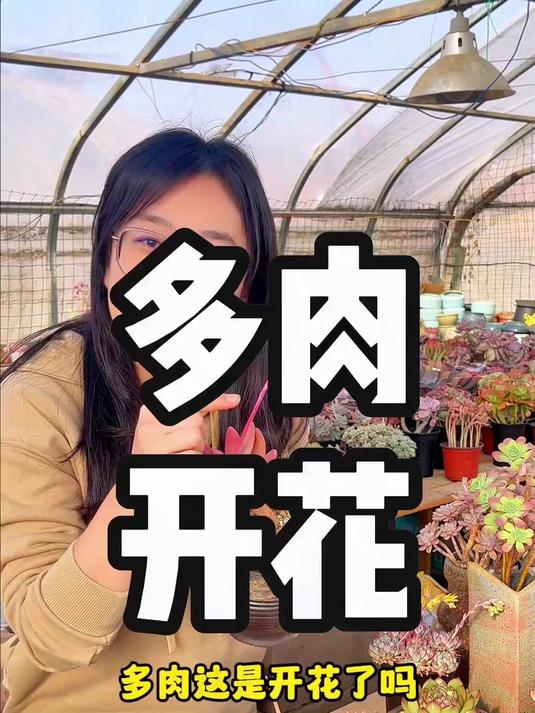 多肉开花怎么处理?