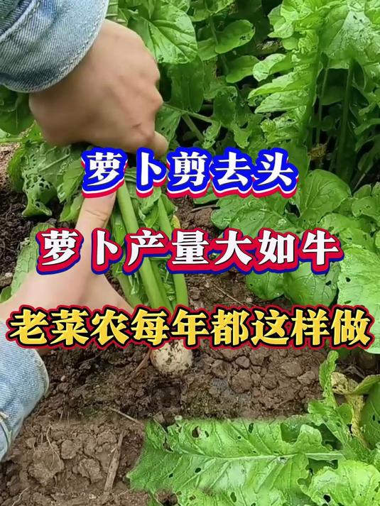 萝卜剪去头产量大如牛老菜农每年都这样做
