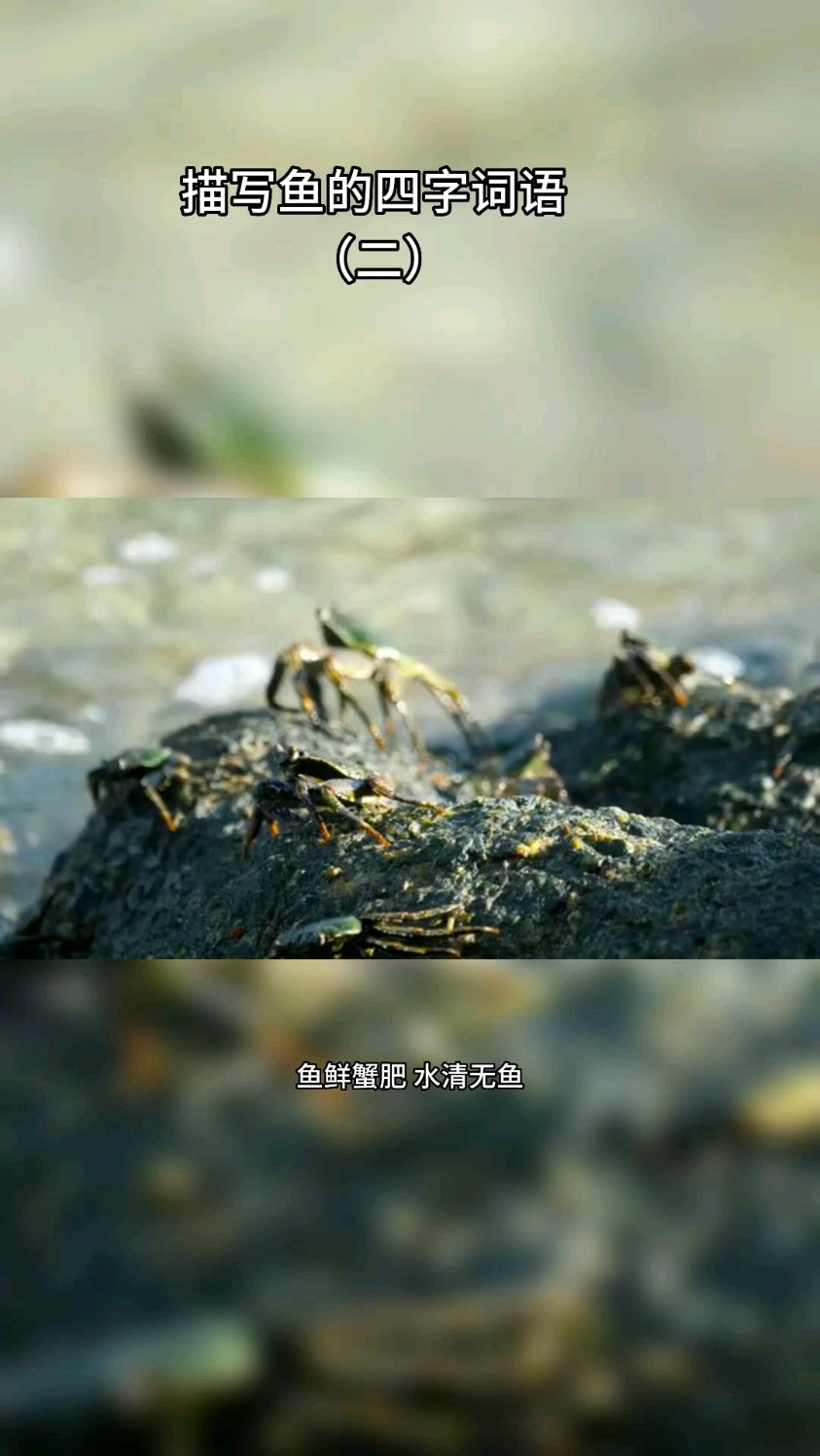 描写鱼的四字词语(二)