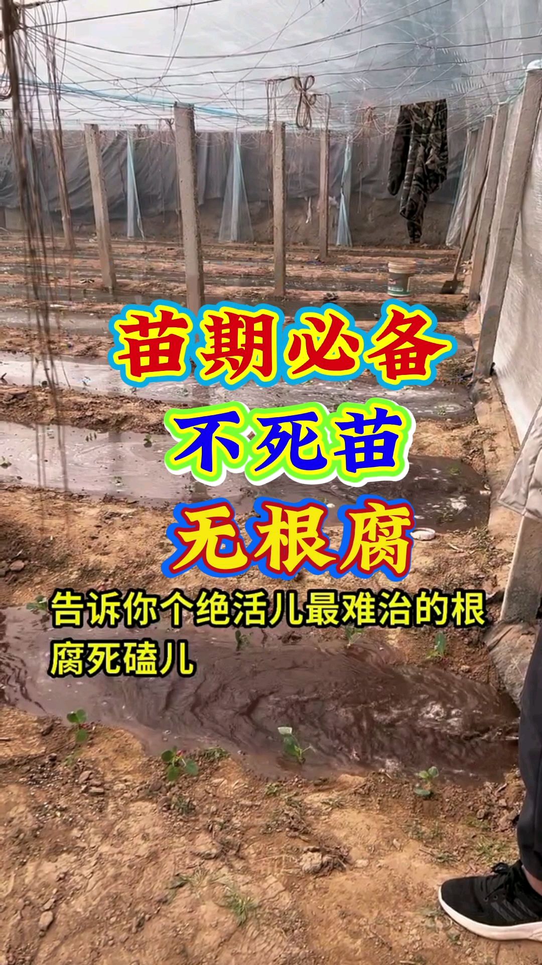 根腐死棵如何防治用什么效果好?根腐病茎基腐病青枯病立枯病草莓红中柱欧根