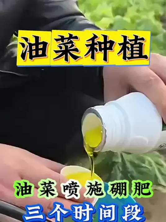 油菜喷流体硼肥 长势优产量高 亩超 700 斤不是梦