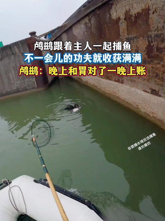 鸬鹚跟着主人一起捕鱼,不一会儿的功夫就收获满满,鸬鹚:晚上和胃对了一晚上账