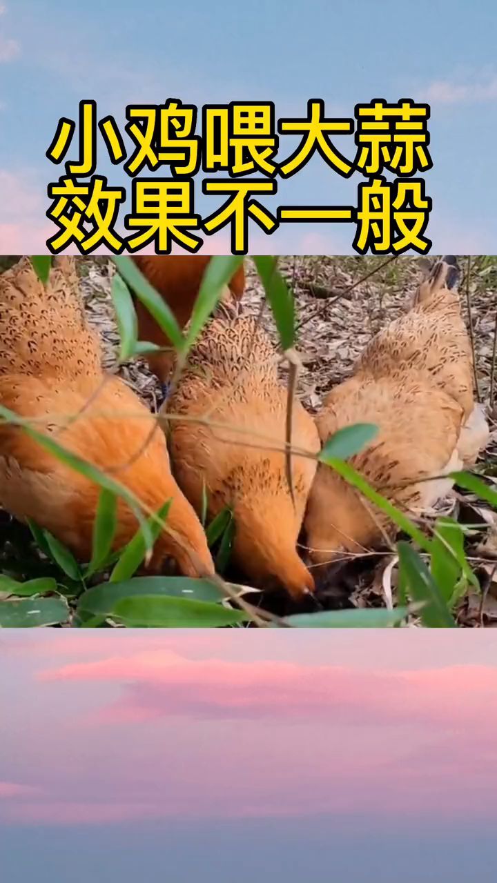 小鸡喂大蒜。效果不一般