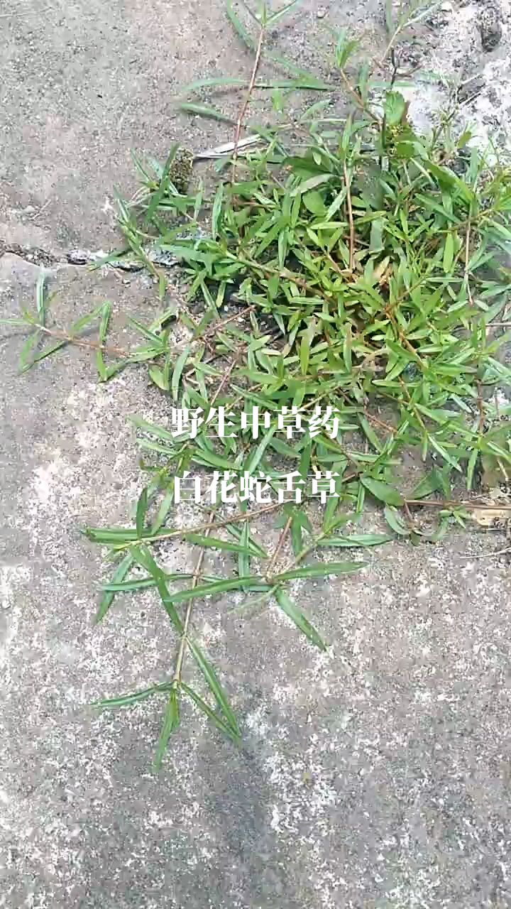野生中草药白花蛇舌草,农村田埂上好多,有药用价值的野草,网友知道那些用途吗?