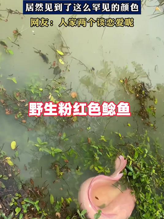 偶遇野生粉红色鲶鱼,居然见到了这么罕见的颜色