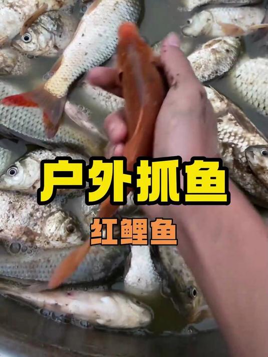 这条红鲤鱼背上怎么黑黑的,不会变异了吧