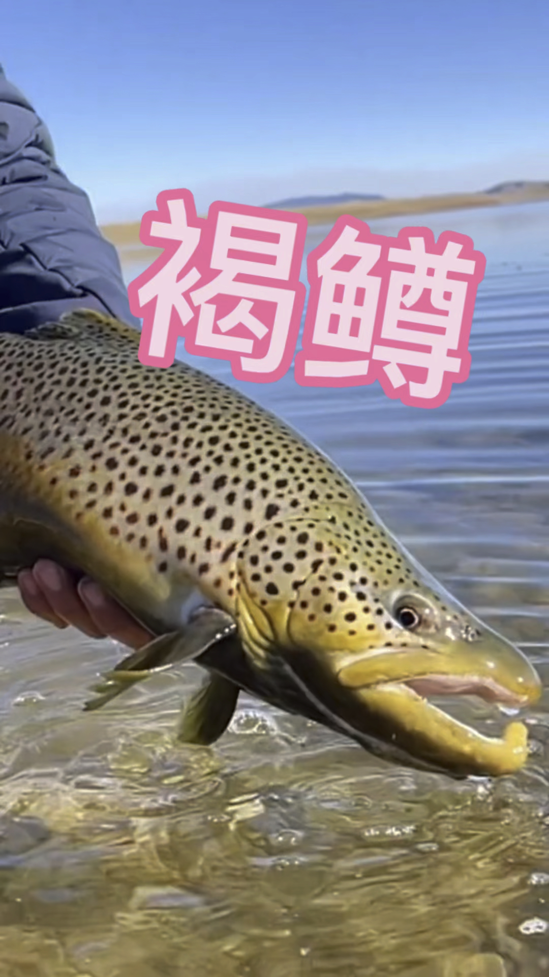 褐鳟鳟鱼淡水鱼