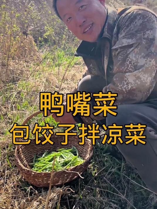 鸭嘴菜包饺子到跑山的季节了山里都是好东西