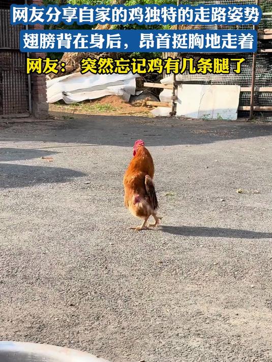 网友分享自家的鸡独特的走路姿势，翅膀背在身后，昂首挺胸地走着