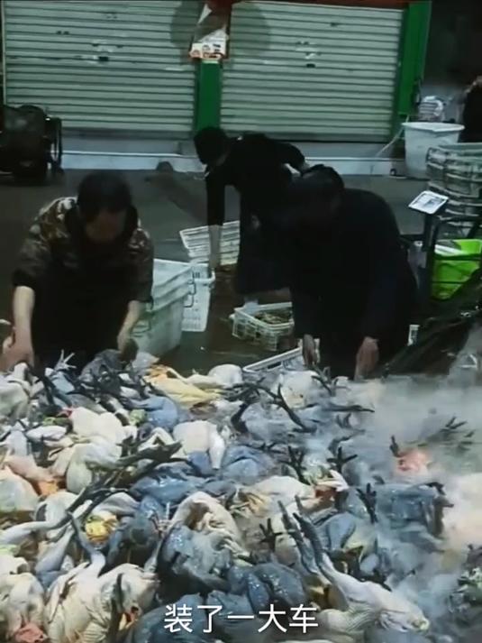这鸡能吃吗