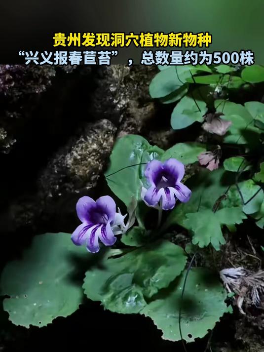 贵州发现洞穴植物新物种“兴义报春苣苔”,总数量约为500株