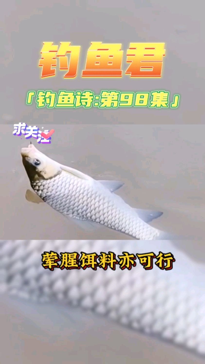 钓鱼君之钓鱼口诀:第98集(钓清波鱼)钓鱼技巧,各位清波鱼钓过吗