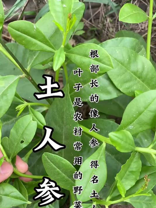 叶子当菜吃,根当人参吃