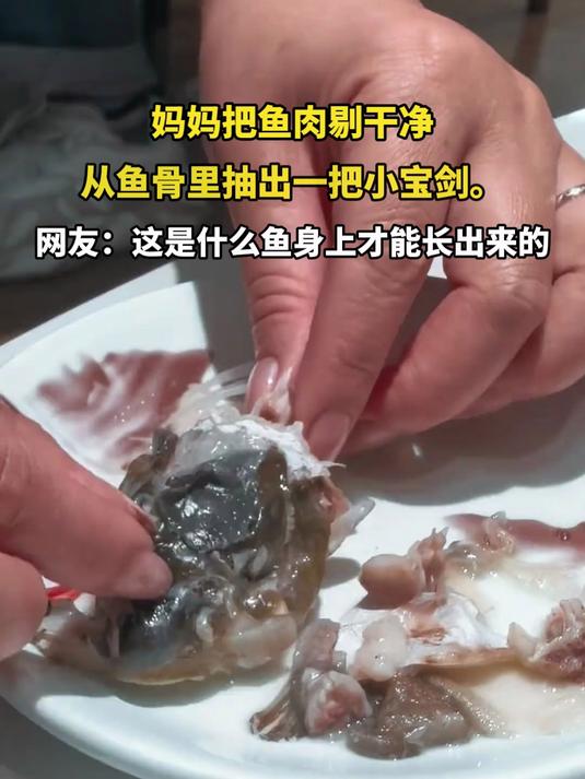 妈妈把鱼肉剔干净,从鱼骨里抽出一把小宝剑