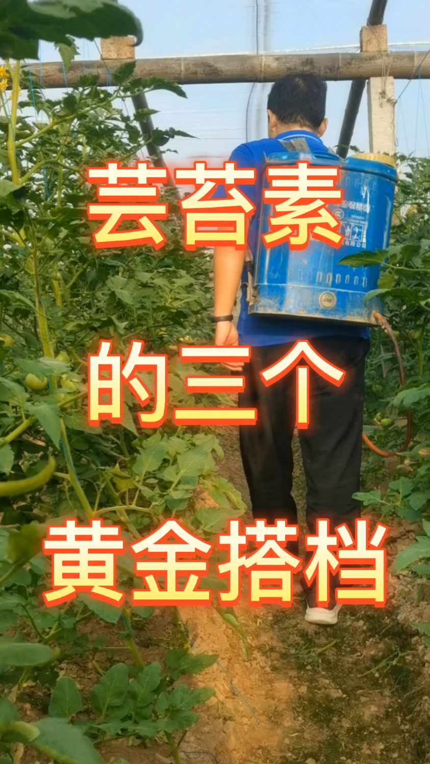 芸苔素的黄金搭档