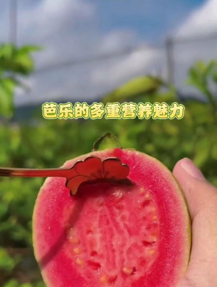 芭乐的营养价值与健康功效